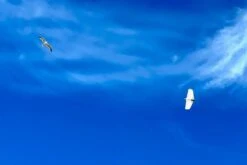 Dream-Flight Weasel-Trek 90cm -Rc Airplane Store dream flight weasel trek 90cm 50