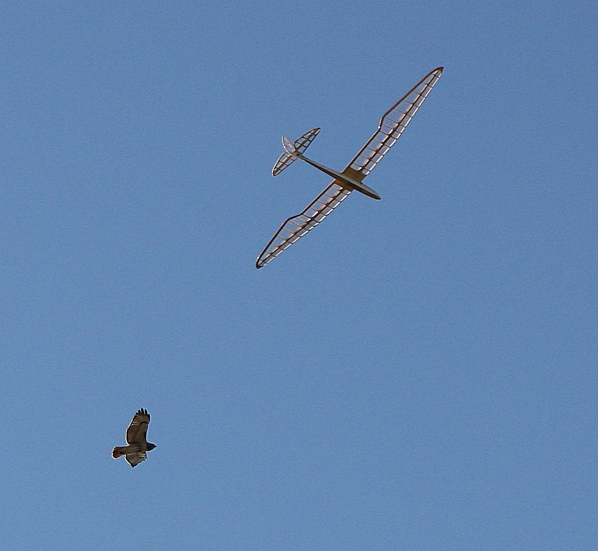 Micro Bird Of Time 1.2m 6 Micro Bird Of Time 1.2m - Image 4